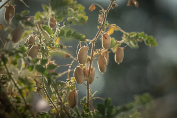 bud