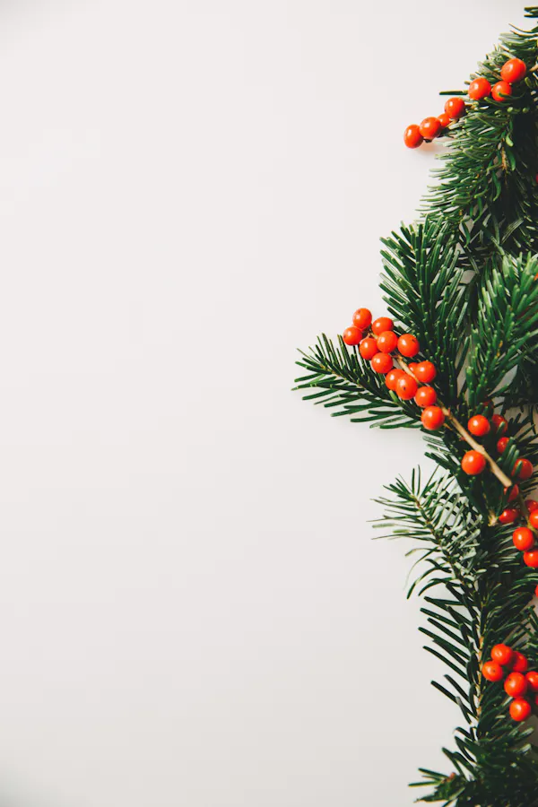 branch, twig, christmas tree, conifers, christmas decoration, evergreen