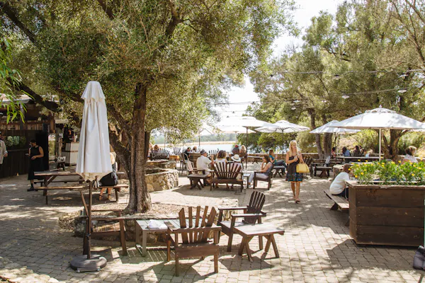 plant, table, furniture, tent, chair, tree