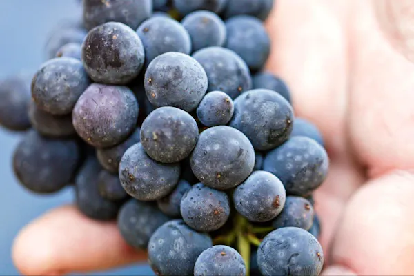 fruit, food, produce, seedless fruit, grape, natural foods