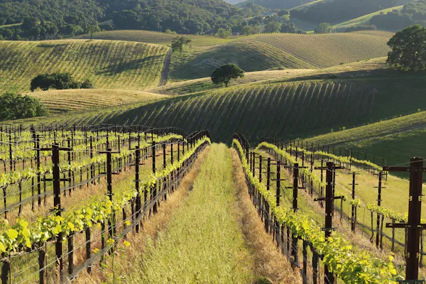agriculture, plantation, field, rural area, vineyard, hill station