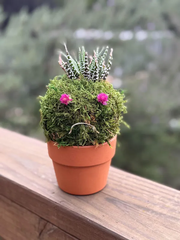 flowerpot, pink, houseplant