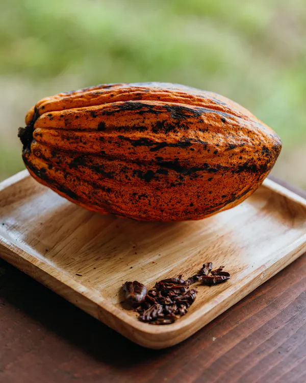 ingredient, food, produce, natural foods, cocoa bean, superfood