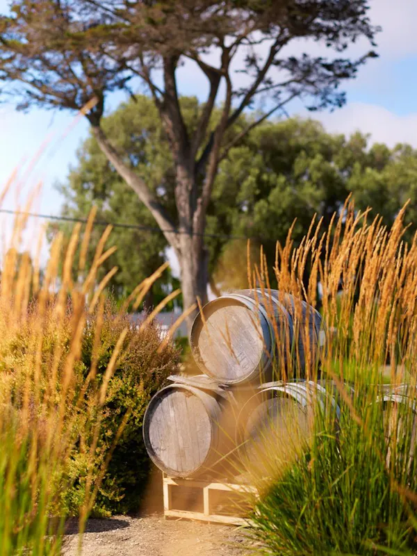 plant, daytime, sky, plant community, nature, natural landscape