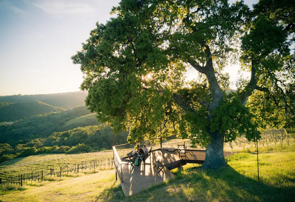 tree, leaf, branch, landscape, grassland, spring