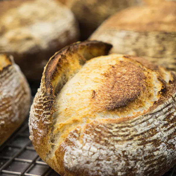 food, ingredient, staple food, biga, dish, sourdough