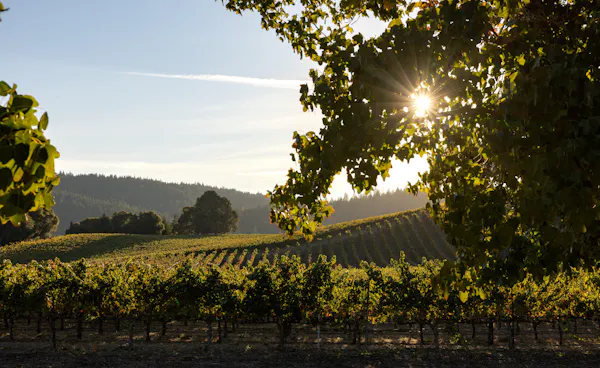 agriculture, sunlight, plantation, vineyard, field, grapevines