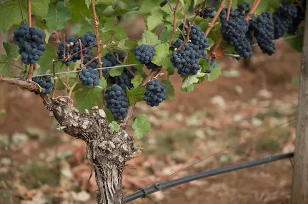 fruit, fruit tree, produce, seedless fruit, grape, natural foods