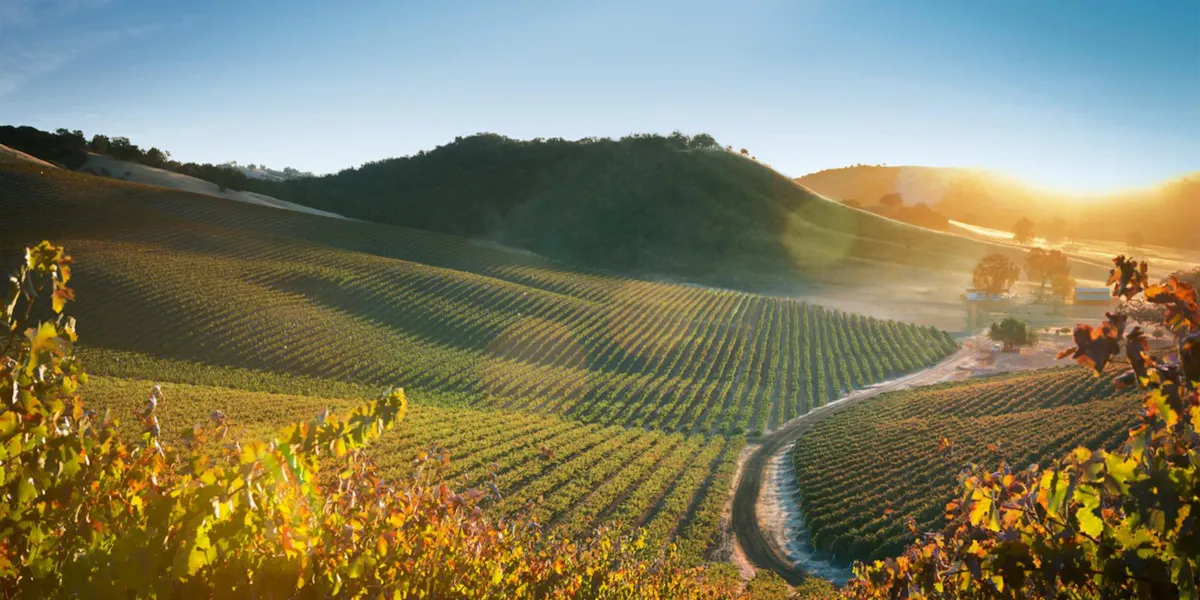 View of JUSTIN Vineyards & Winery - Luxury Vineyard Tour & Premium Wine Tasting ...