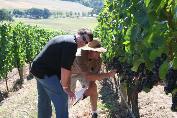 agriculture, farmworker, vineyard, grapes, plantation, grapevines