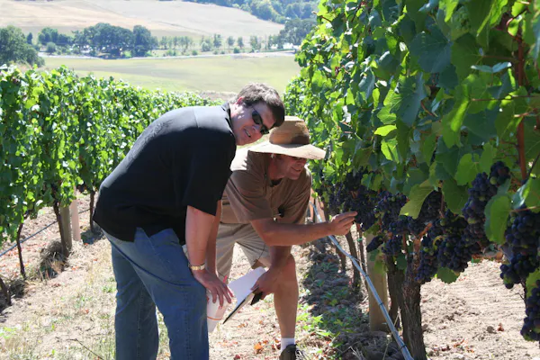 agriculture, farmworker, vineyard, grapes, plantation, grapevines