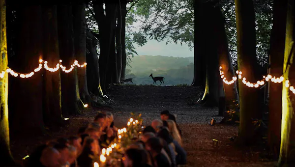 night, sunlight, woodland