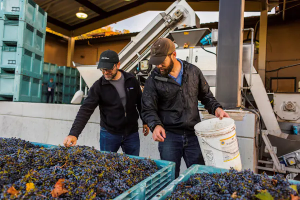 produce, grapes, natural foods, grape, fruit, grapevines