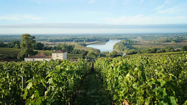 agriculture, plantation, plain, field, rural area, vineyard