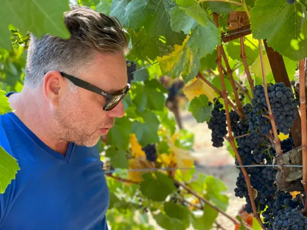 eyewear, agriculture, sunglasses, grapes, seedless fruit, people in nature