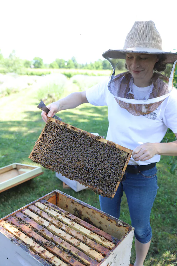 beekeeper, beehive, pollinator, apiary, insect, arthropod