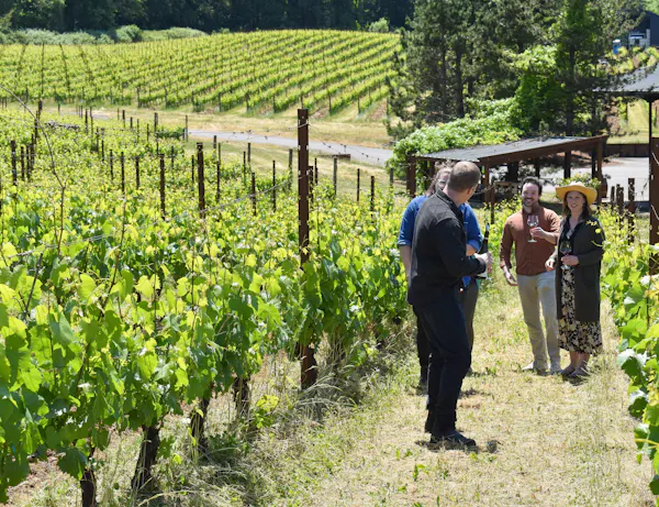 agriculture, plantation, vineyard, grapes, farmworker, soil