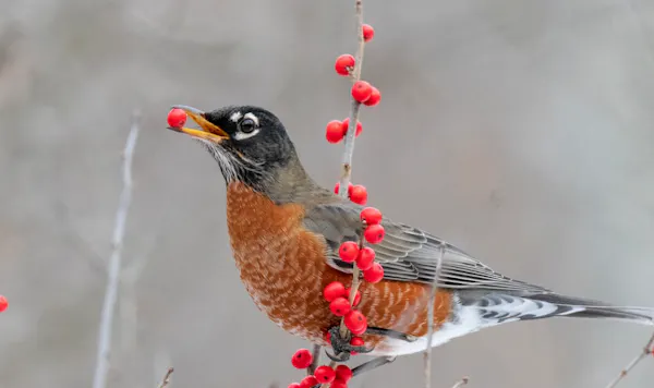 bird, red, beak, twig, american robin, berry