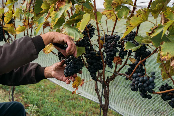 fruit, seedless fruit, grape, agriculture, grapes, produce
