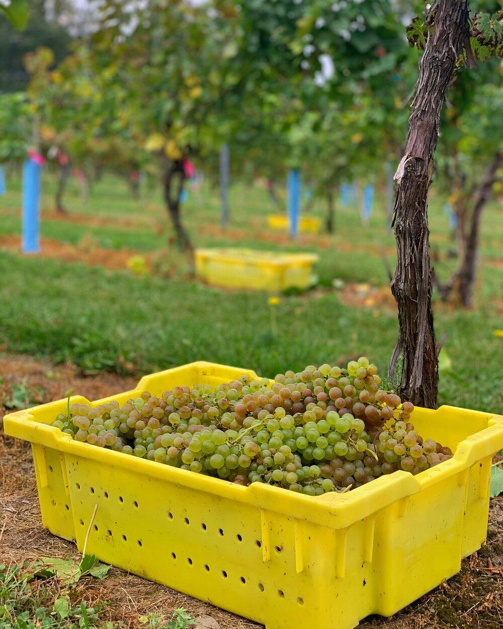 Hudson Chatham Winery