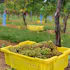 Hudson Chatham Winery