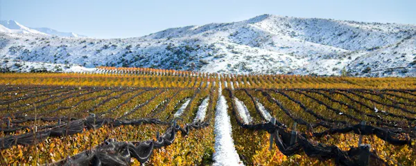 agriculture, field, mountain range, plantation, valley, vineyard