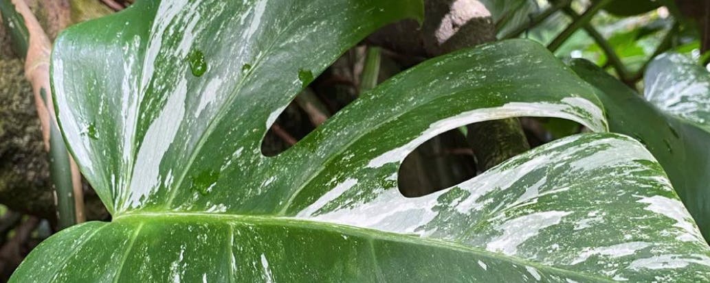 Dogpatch Plants