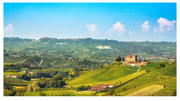 agriculture, field, plantation, hill station, vineyard, bottle