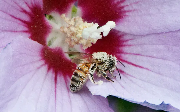 flower, pollinator, plant, insect, arthropod, petal