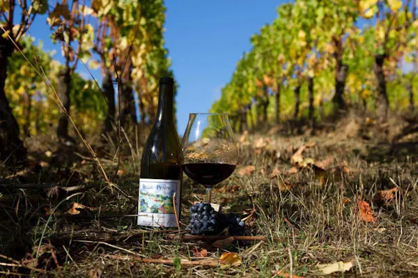 alcoholic drink, agriculture, wine, plantation, vineyard, bottle