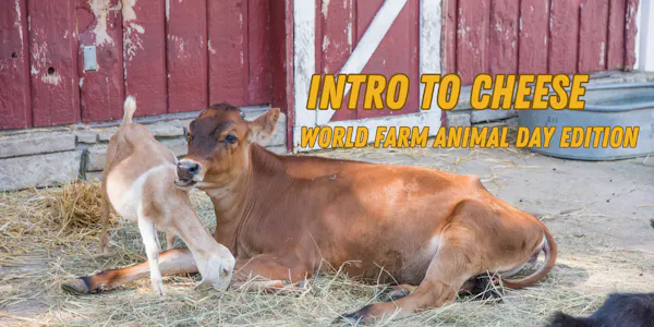 bovinae, dairy cattle, working animal, snout, terrestrial animal, calf