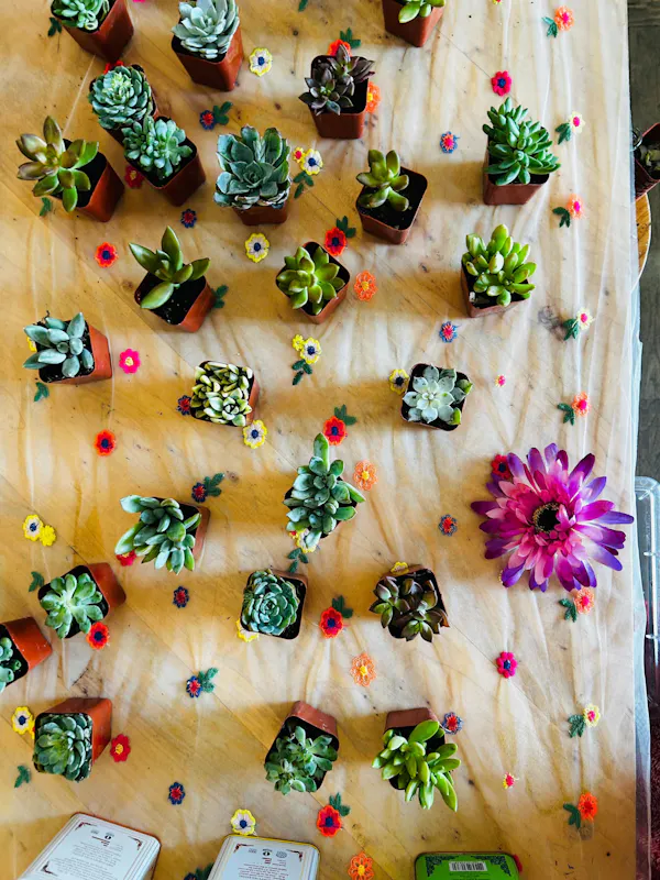 succulent plant