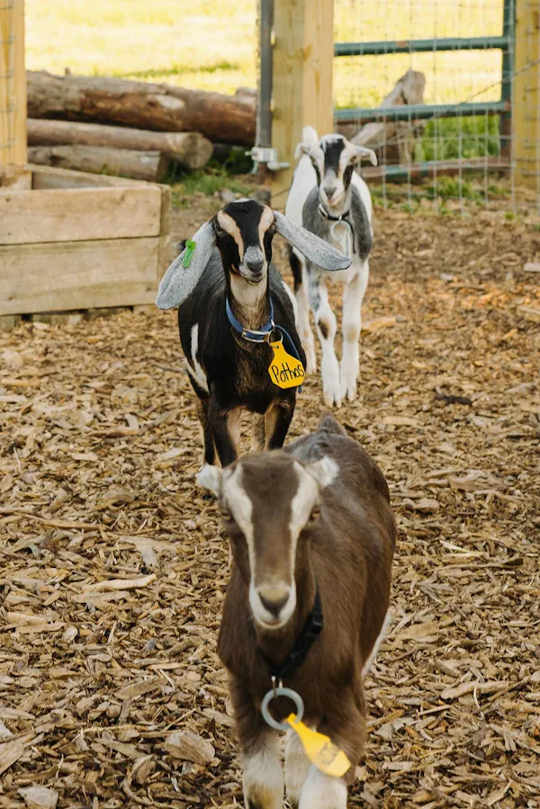 goats, goat, terrestrial animal, snout, fur, livestock