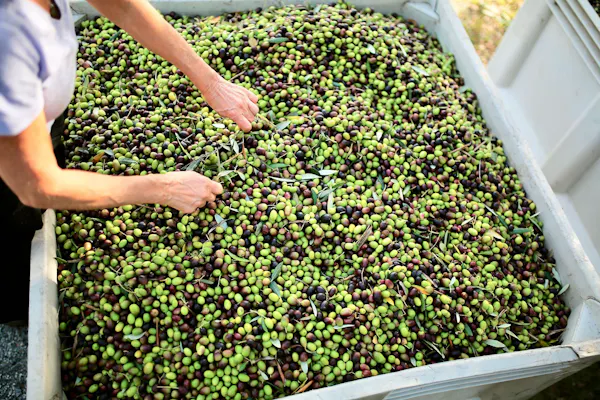 produce, fruit, natural foods, ingredient, food, olive