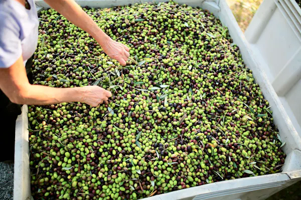 produce, fruit, natural foods, ingredient, food, olive