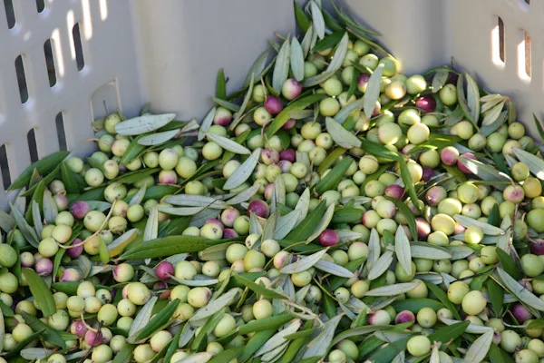 food, fruit, natural foods, terrestrial plant, produce, flowering plant