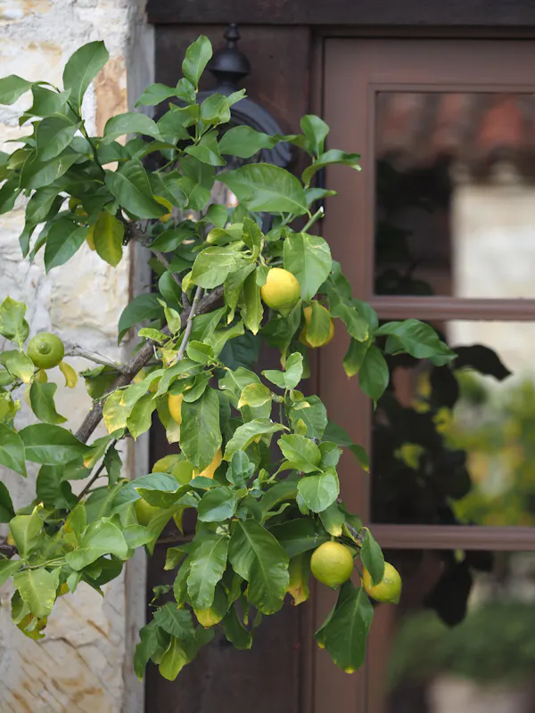 fruit, citrus, fruit tree, green, produce, food