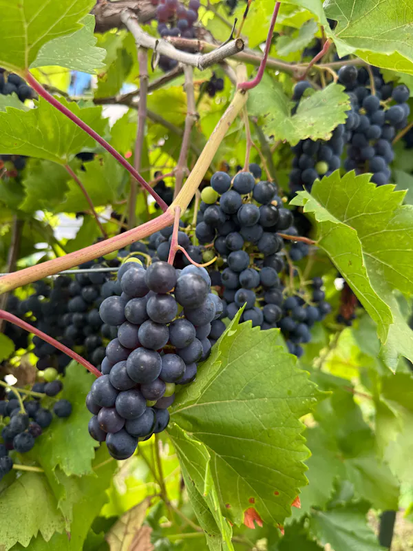 fruit, produce, food, fruit tree, grape, natural foods