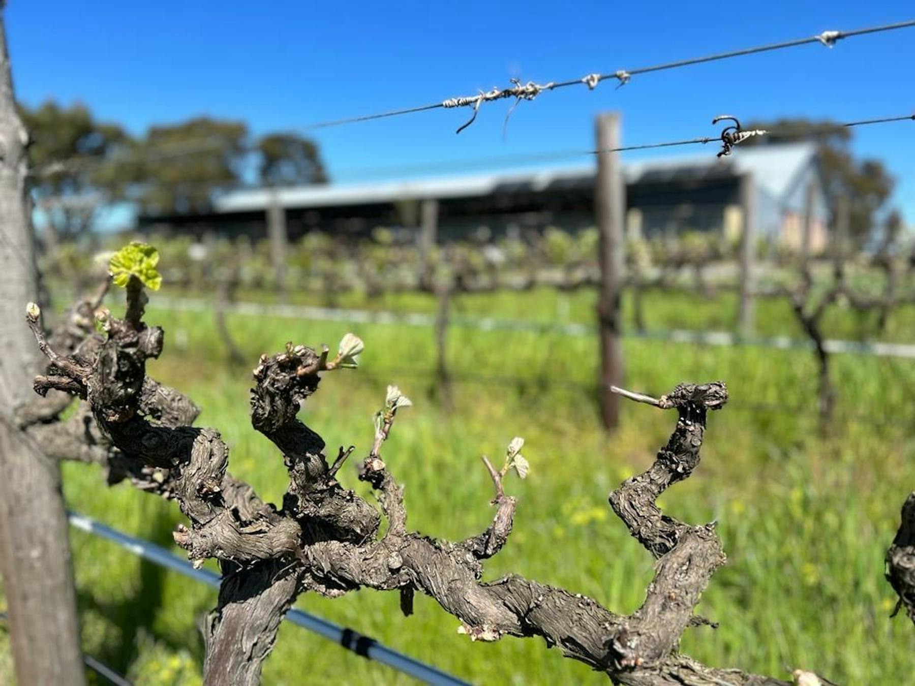 Chalk Hill Wines McLaren Vale, SA Tock