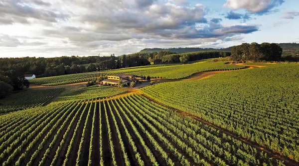 agriculture, plantation, field, crop, vineyard, farm