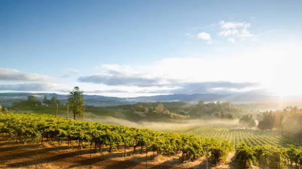 agriculture, plantation, cloud, field, hill station, vineyard