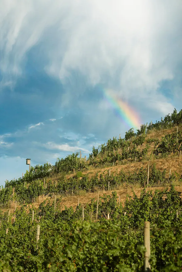 green, cloud, rainbow, agriculture, plantation, field