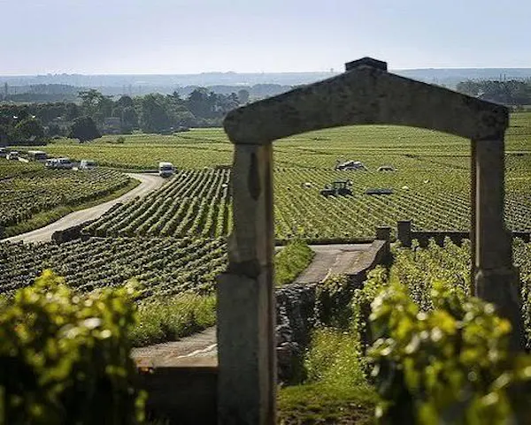 agriculture, rural area, plantation, field, vineyard, winery