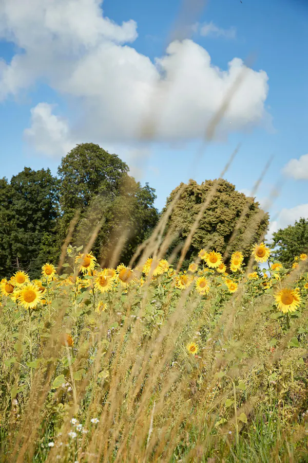 sky, flower, cloud, plant, plant community, people in nature