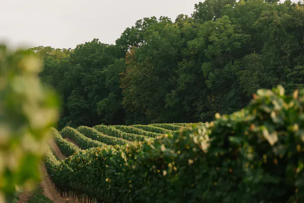 green, agriculture, plantation, sunlight, field, vineyard