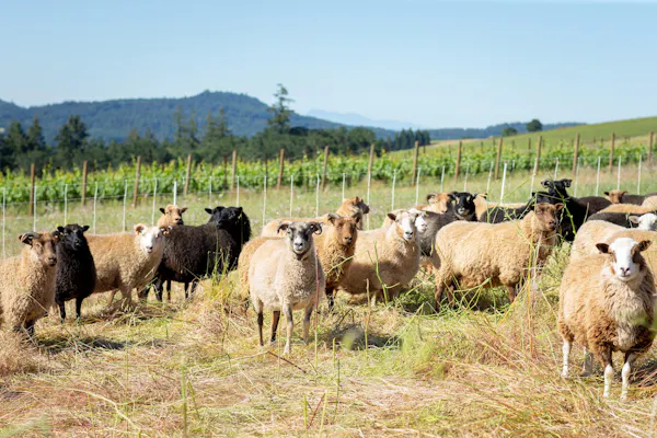 sheep, herd, ovis, grassland, pasture, rural area