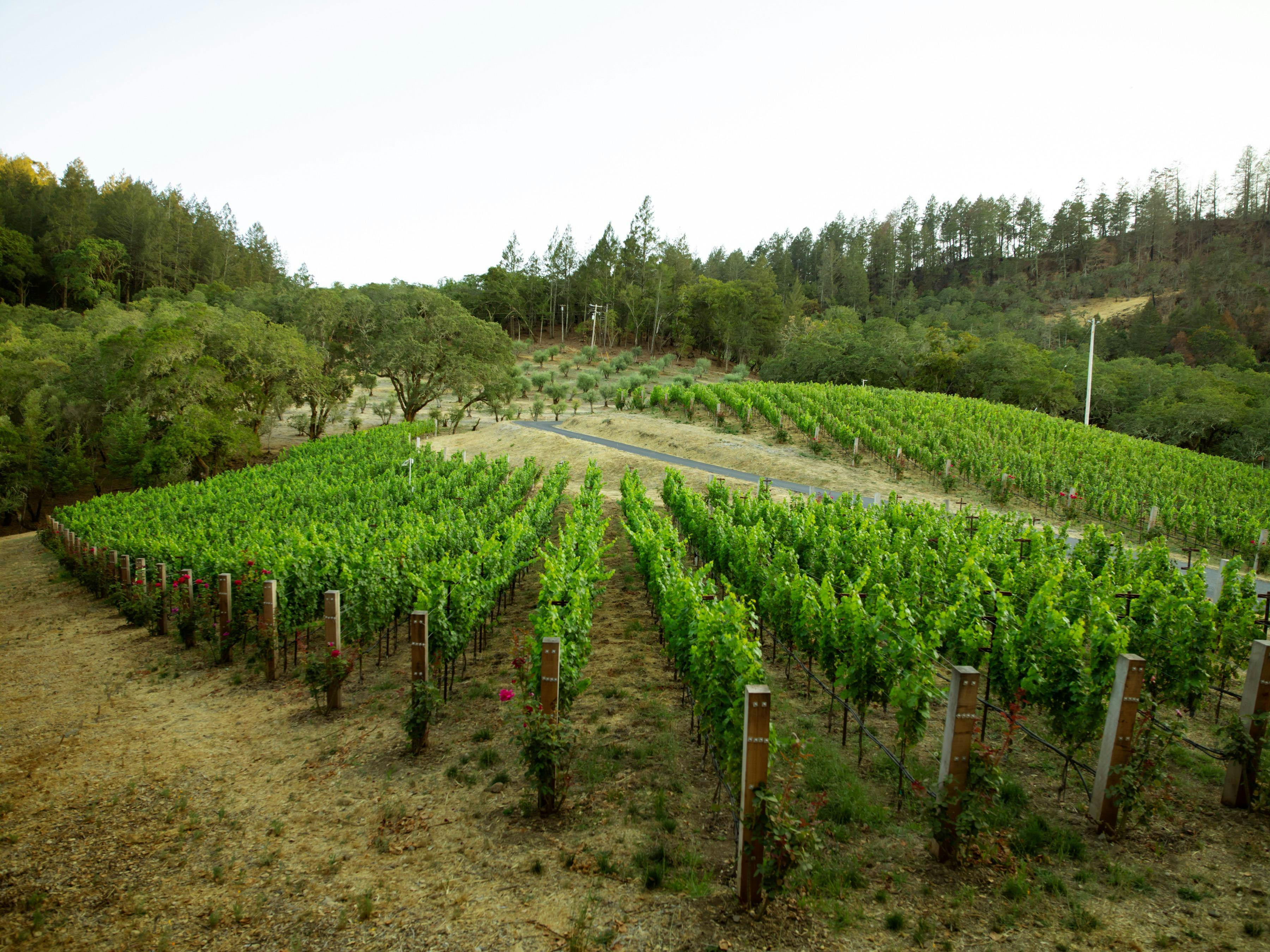 Arborum Napa Valley
