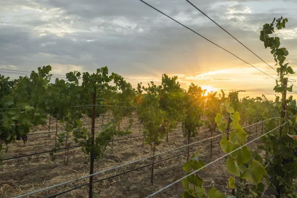 cloud, agriculture, sunlight, vineyard, plantation, dusk