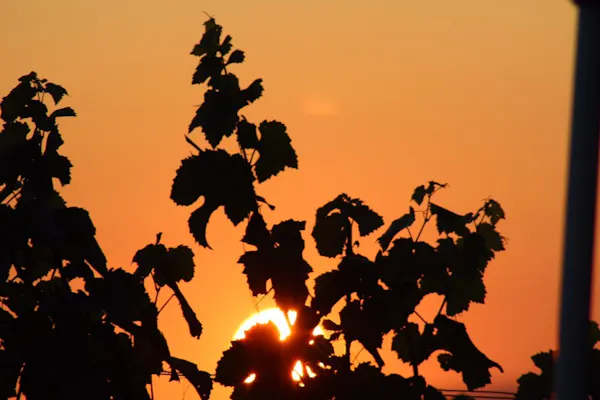 orange, sunset, dusk, afterglow, sunlight, sunrise