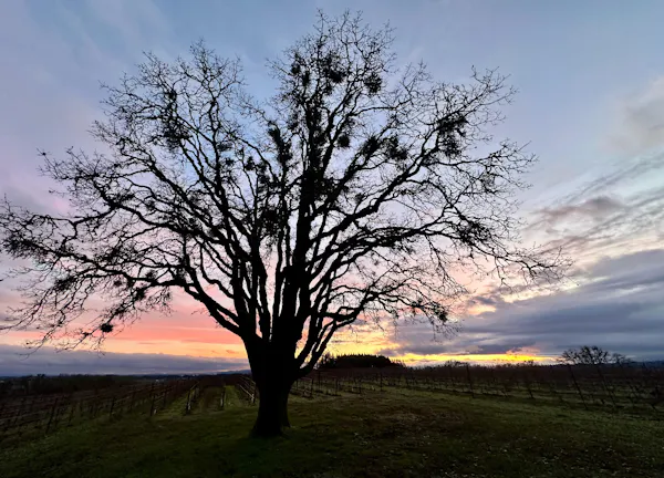 sky, branch, tree, horizon, natural landscape, dusk